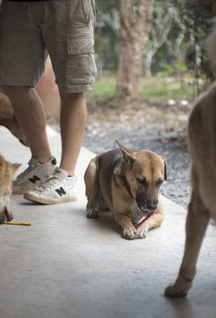 Photo of rescued dog