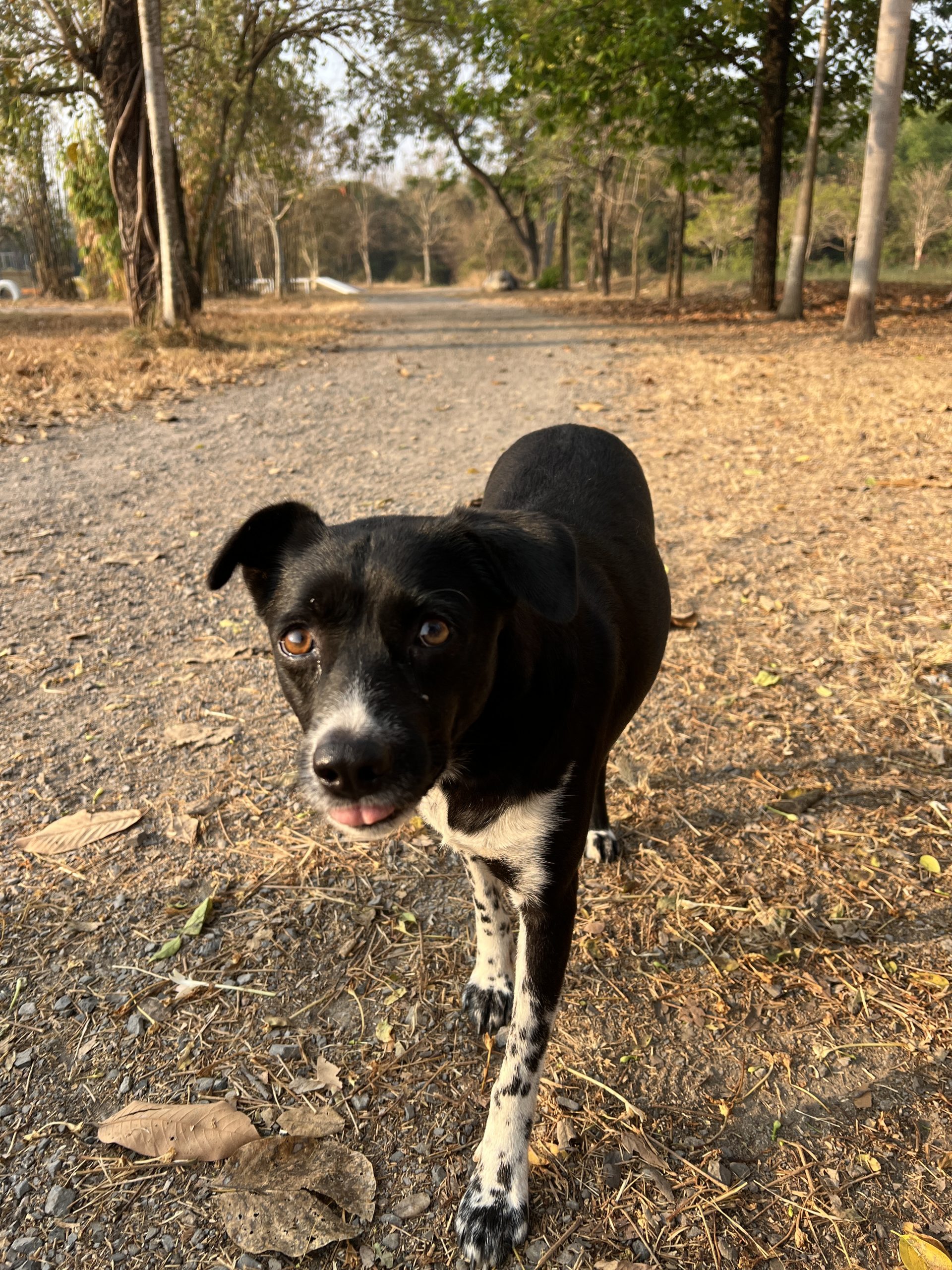 Photo of rescued dog