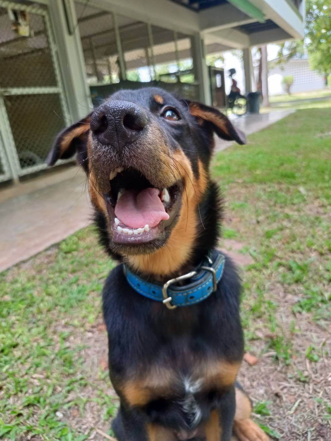 Pip