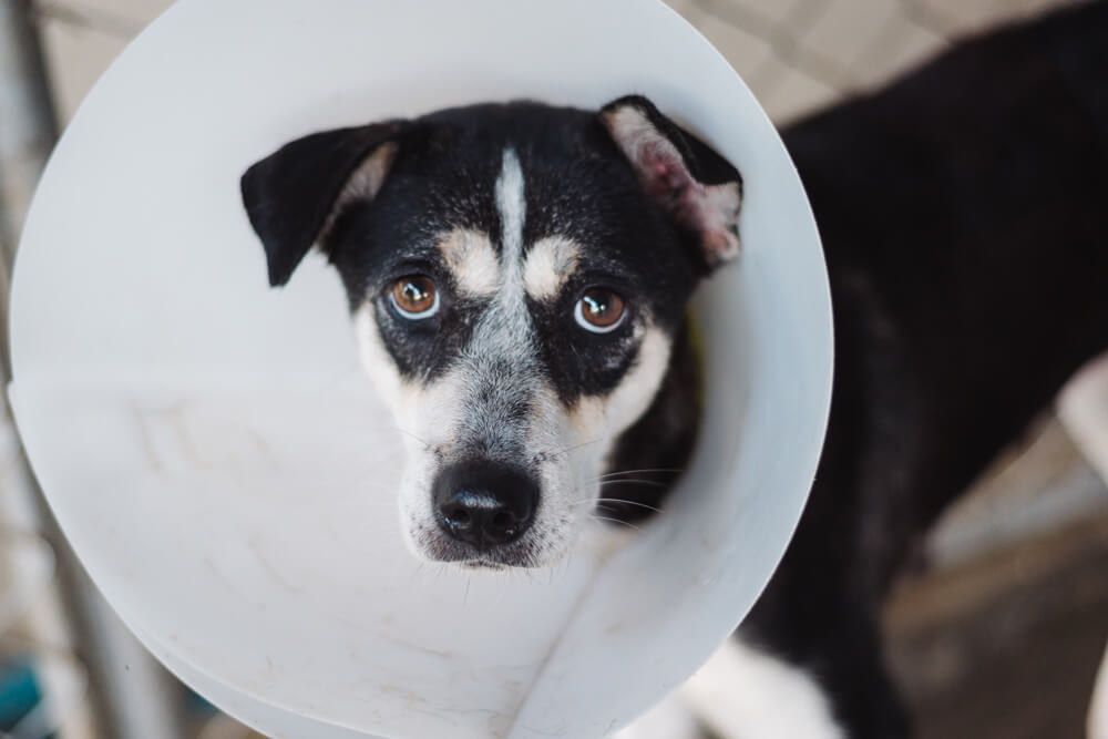 Dog with Cone
